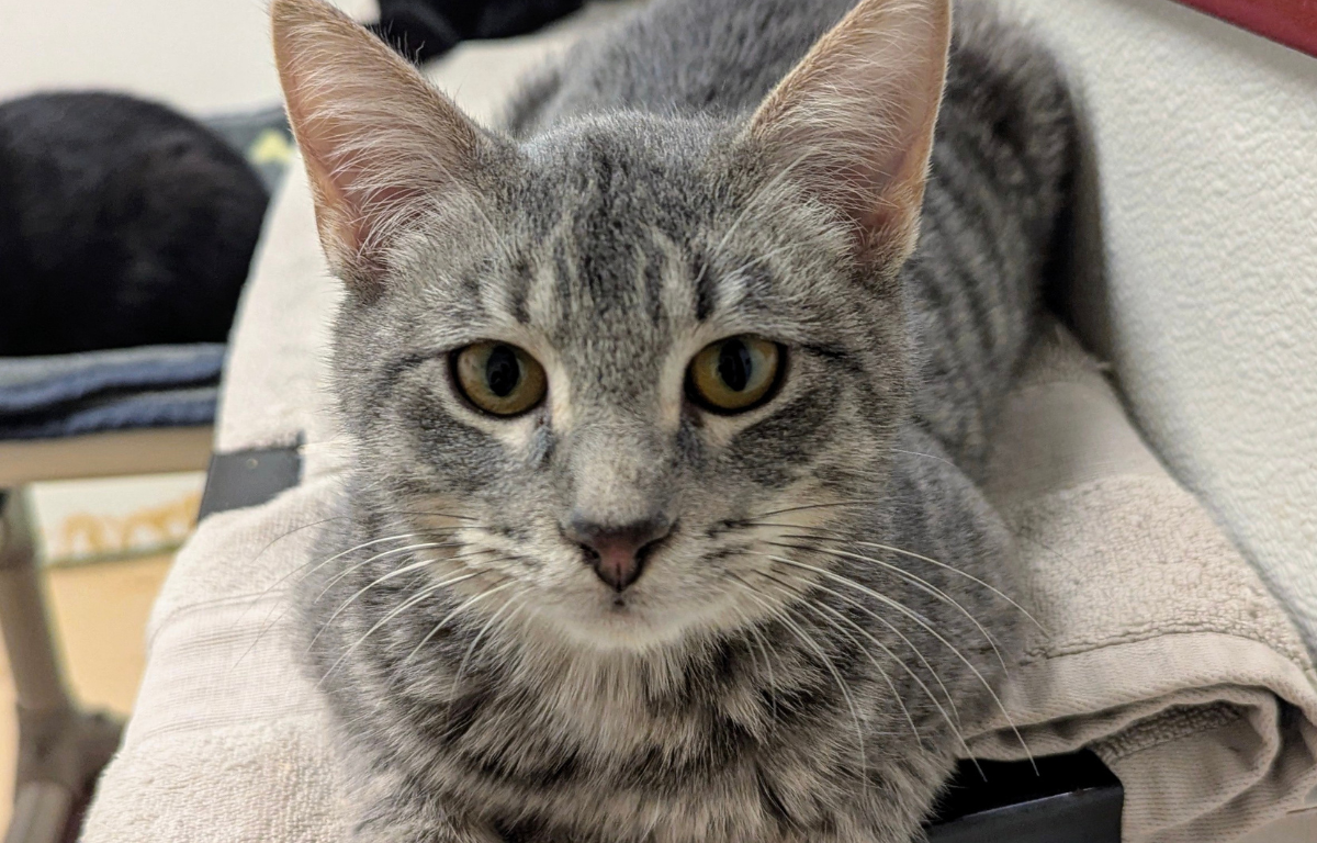 Meow Mobile's Russell