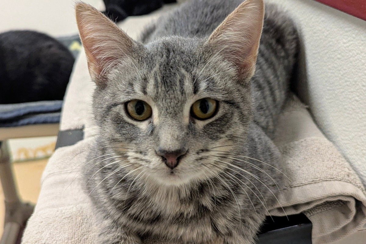 Meow Mobile's Russell