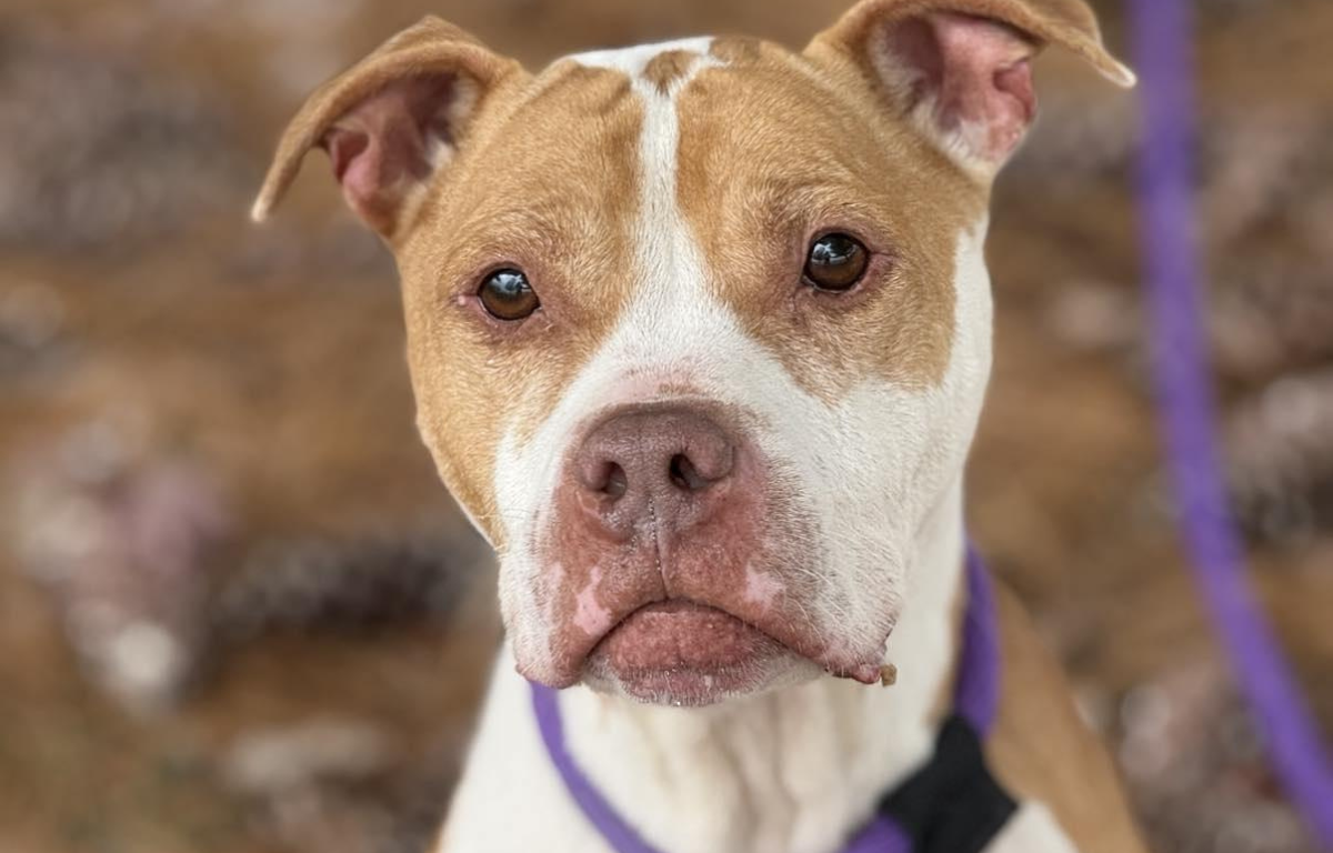 Bogo - Dog of the Week