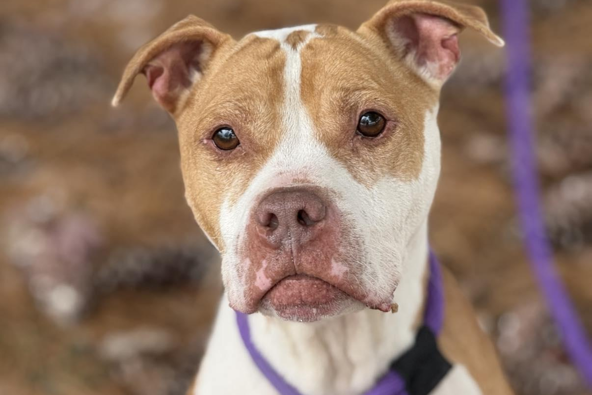 Bogo - Dog of the Week