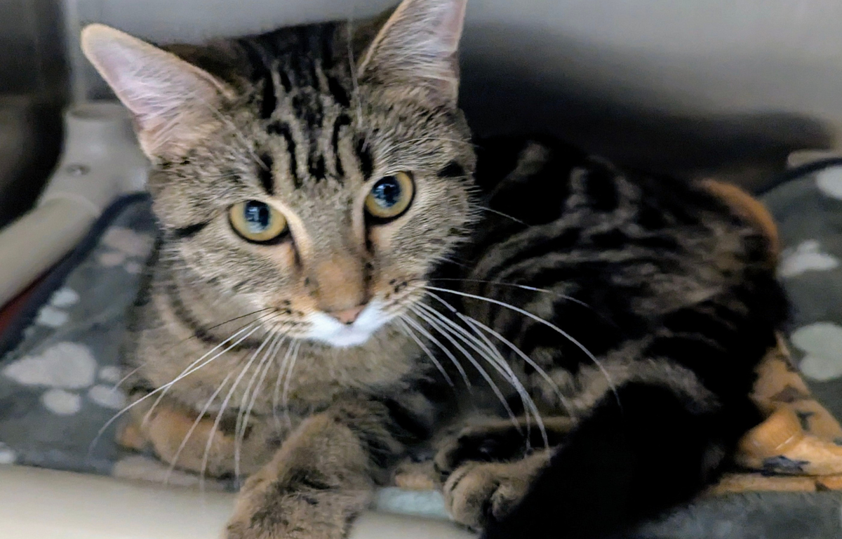 Chloe - Cat of the Week