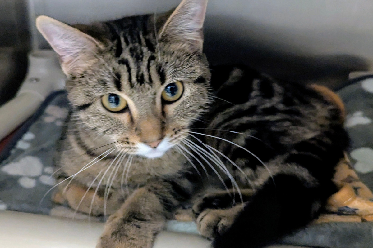 Chloe - Cat of the Week