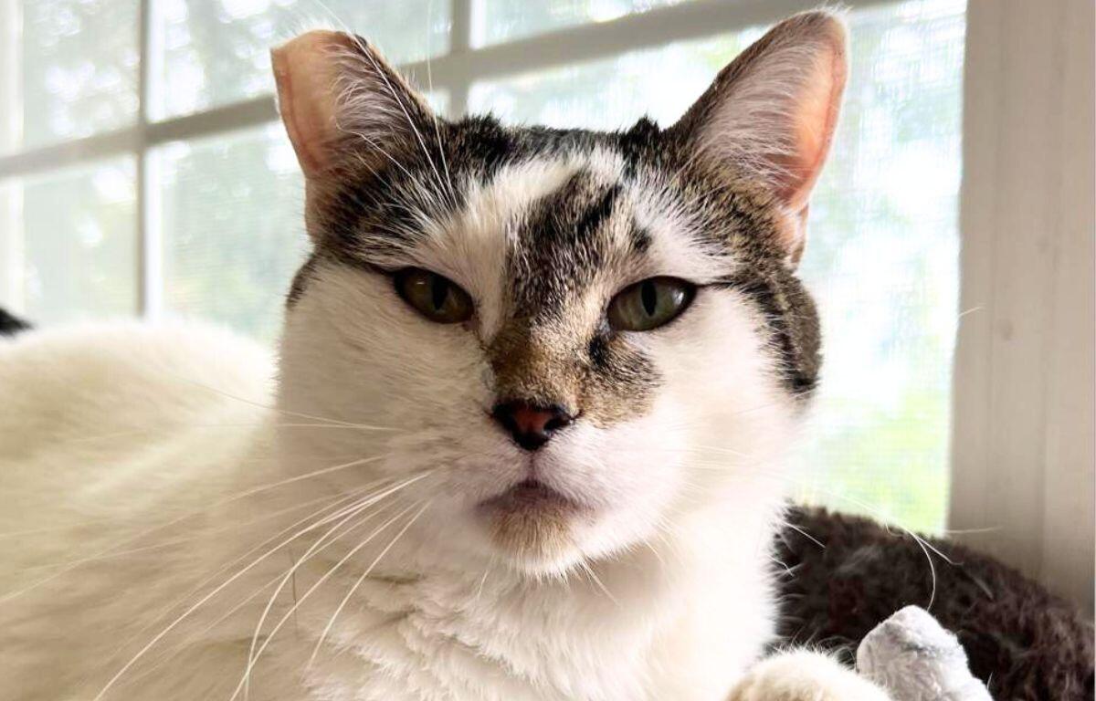 Lillian - APL Cat of the Week