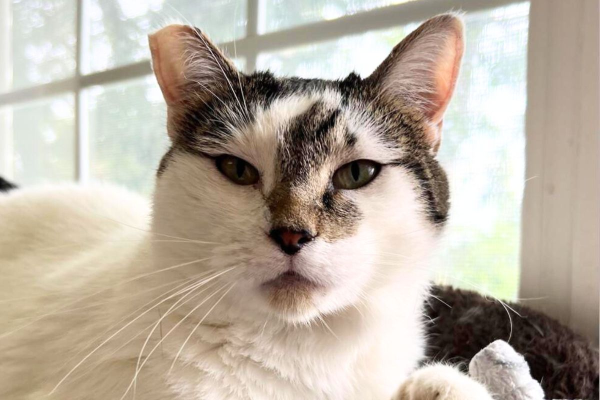Lillian - APL Cat of the Week