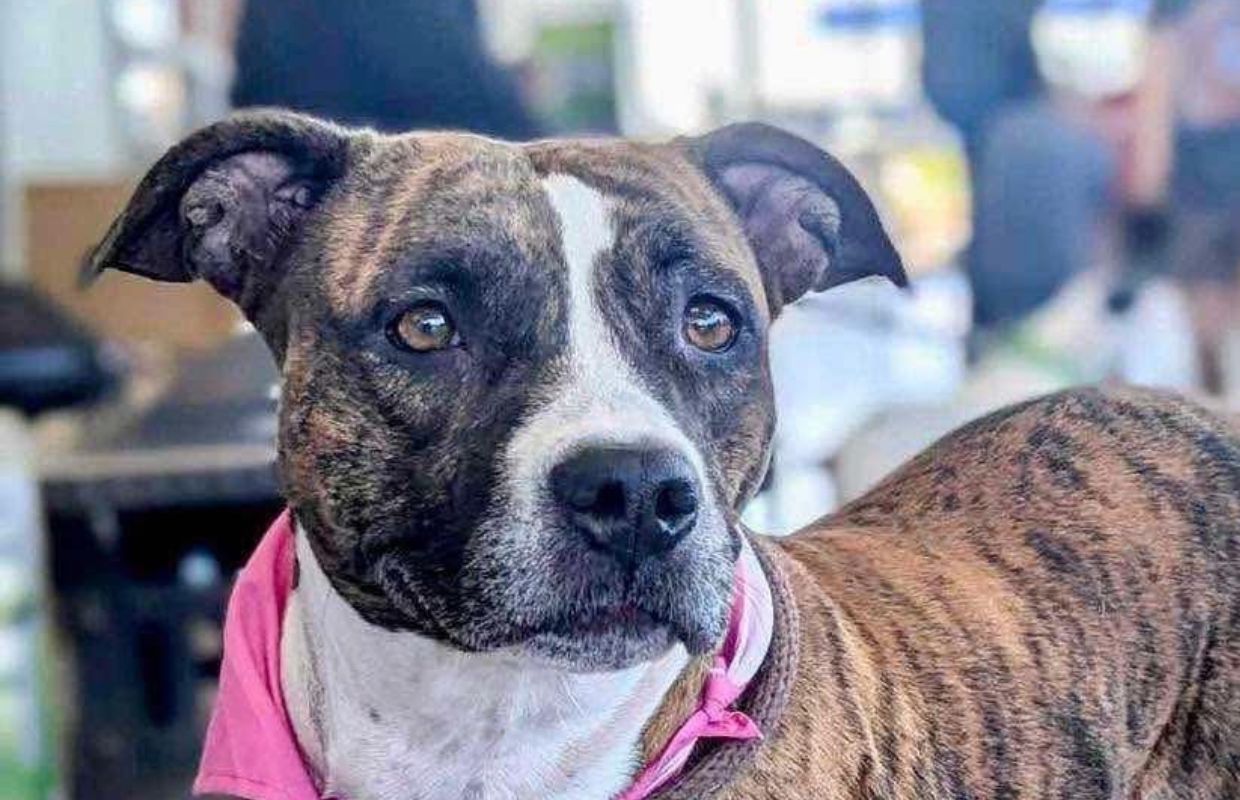 Marge - Friends of SCAC Dog of the Week