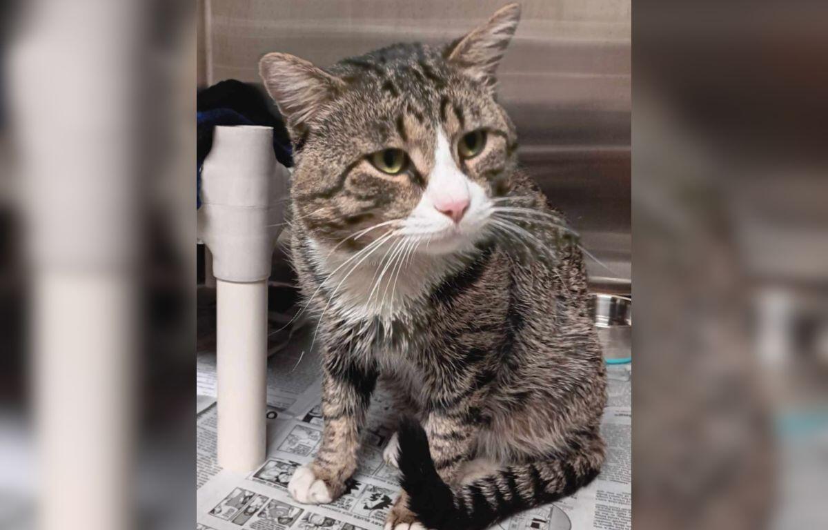 Meatloaf- Meow Mobile Cat of the Week