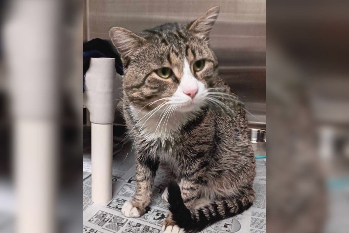 Meatloaf- Meow Mobile Cat of the Week