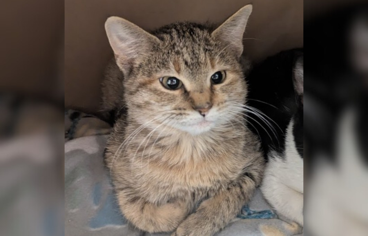 Vanellope - Cat of the Week