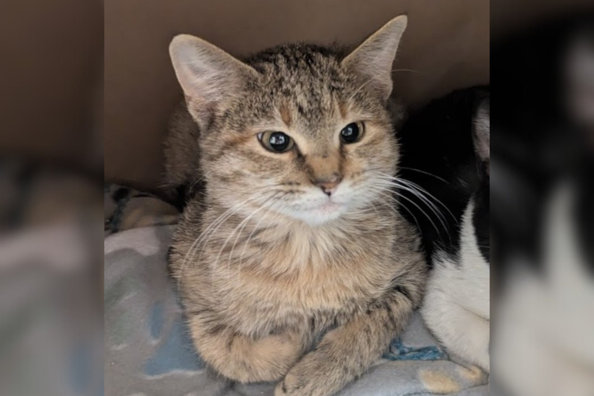 Vanellope - Cat of the Week