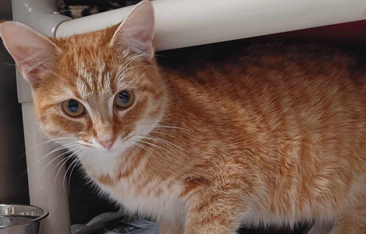 Arthur - Meow Mobile Cat of the Week