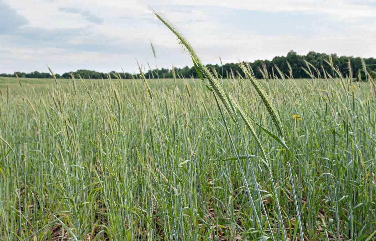 Cereal rye cover crop