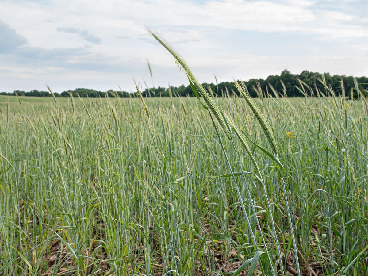 Cereal rye cover crop