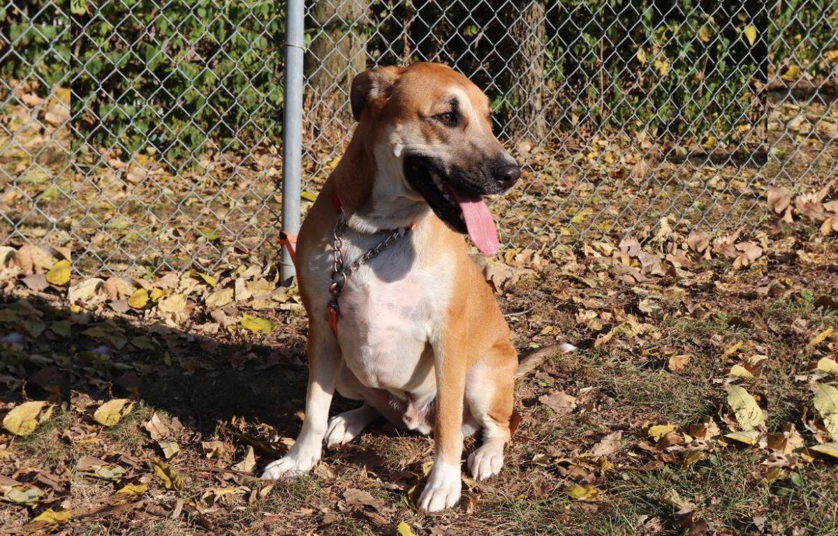 Dog of the Week - Pickle