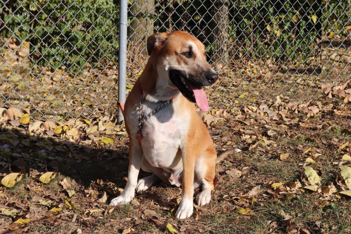 Dog of the Week - Pickle