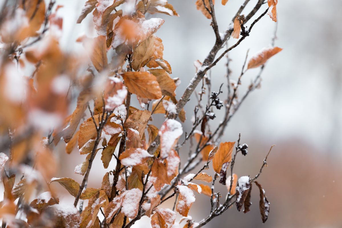 Snow on leaves