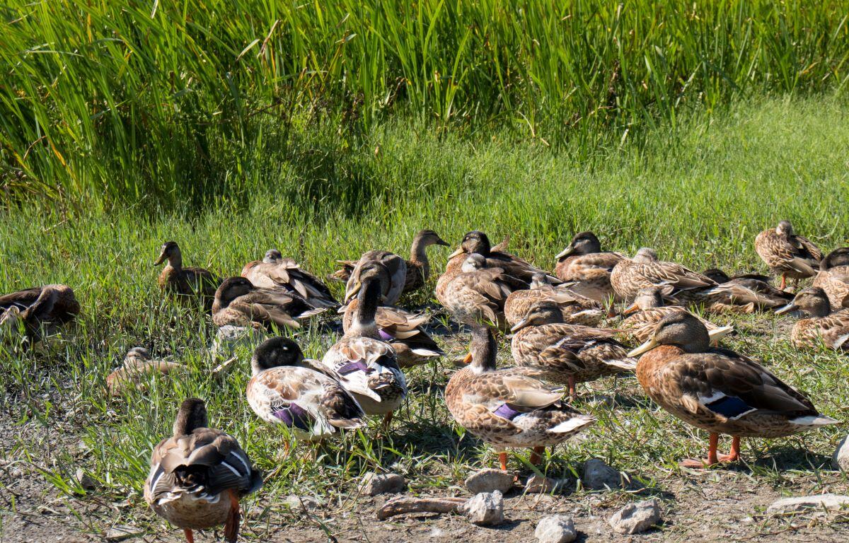 Wild birds