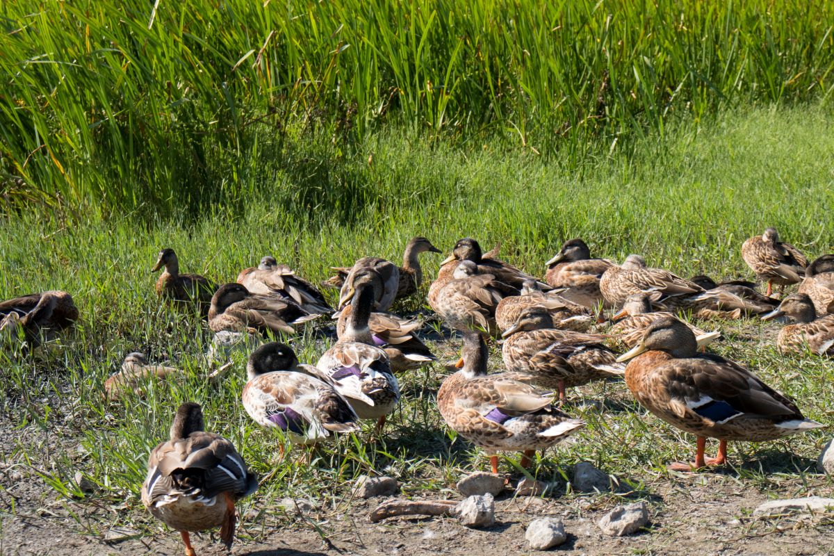 Wild birds