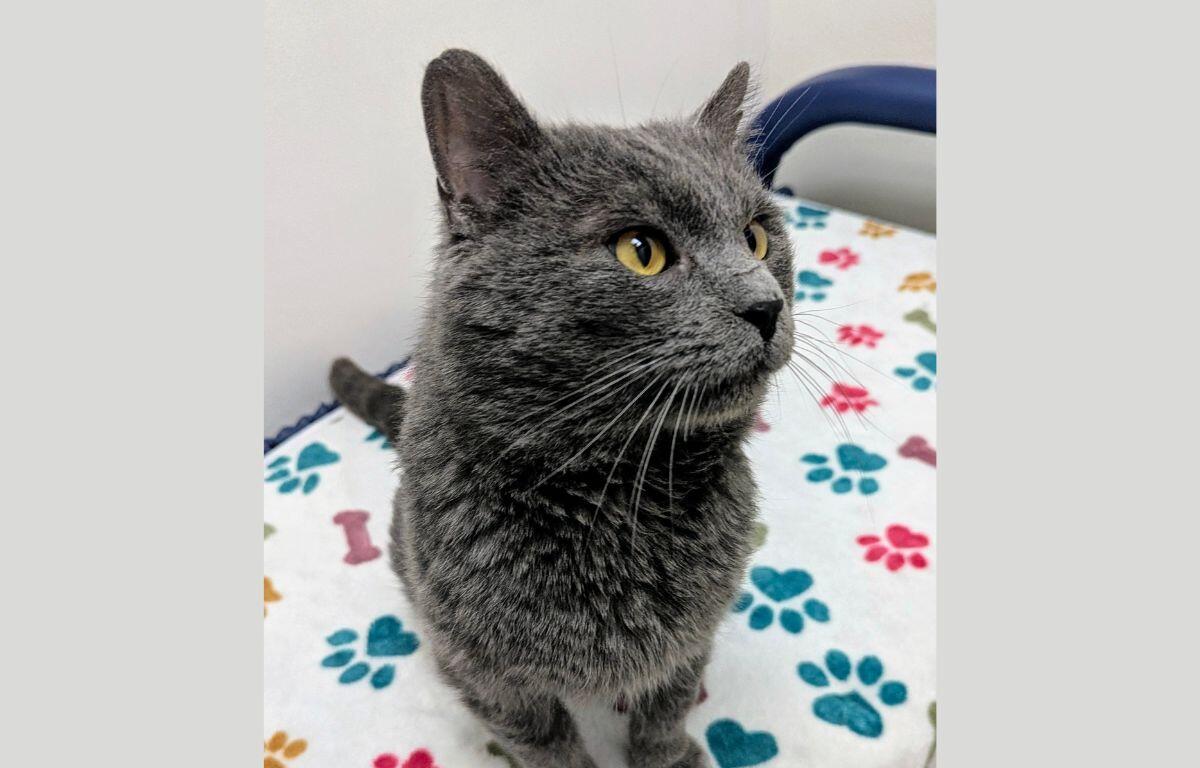Jerry - Cat of the Week