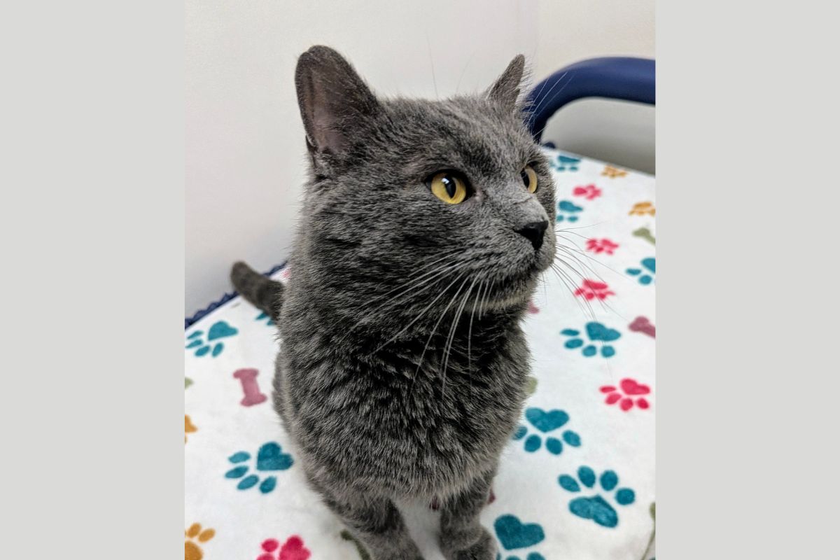 Jerry - Cat of the Week