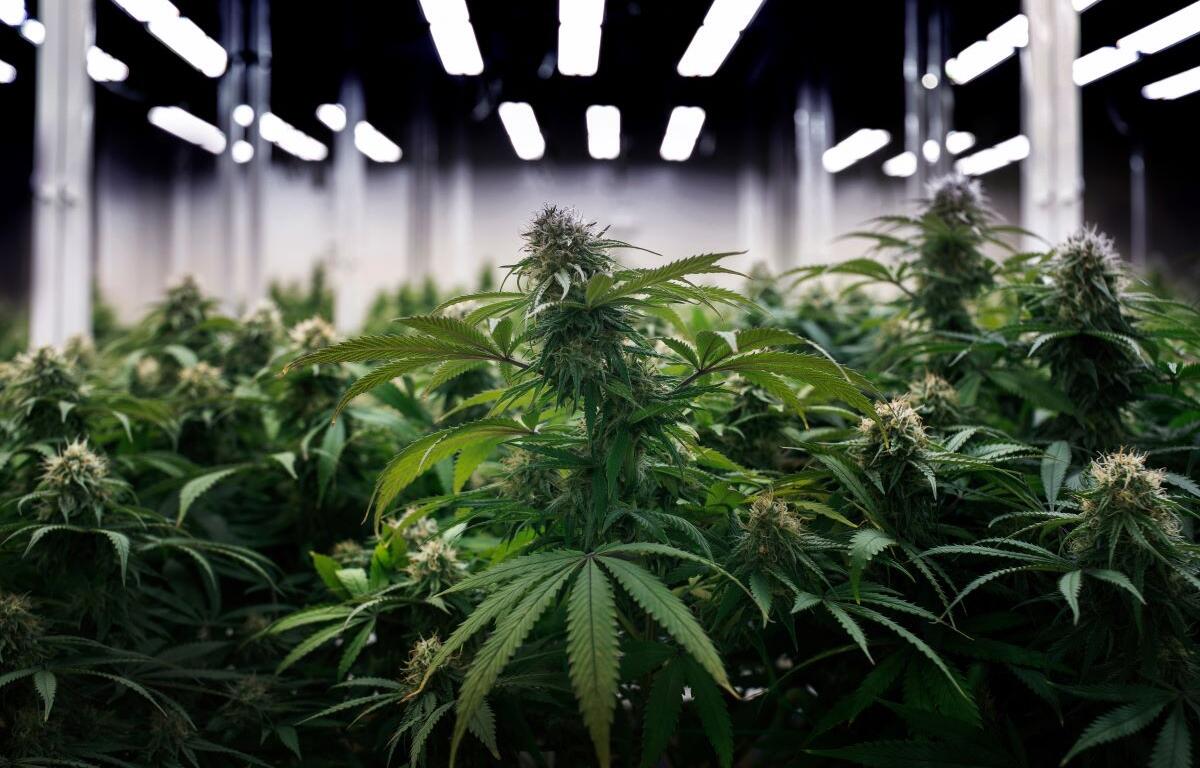 MARIJUANA