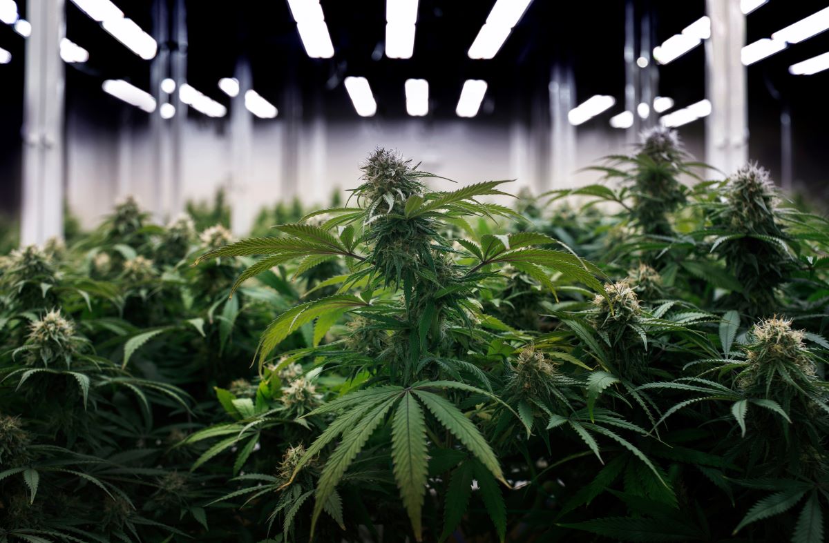 MARIJUANA
