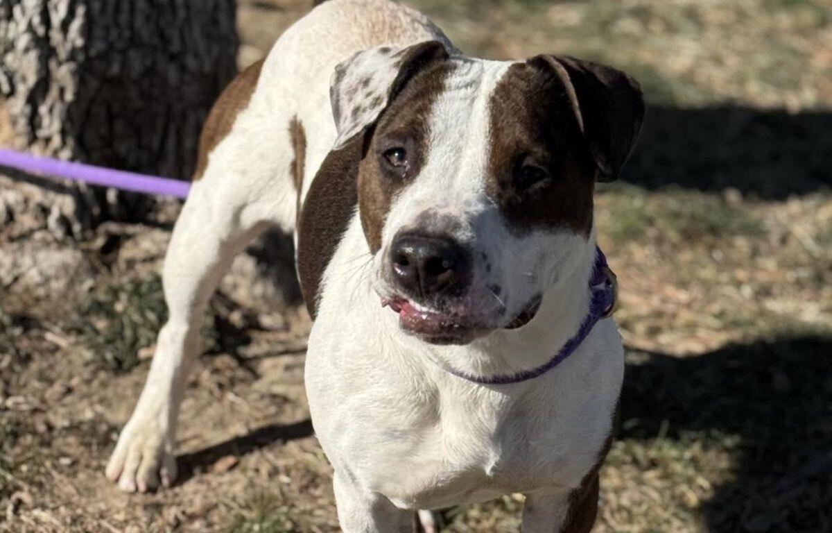 Maggie - Dog of the Week