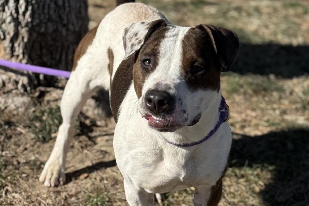 Maggie - Dog of the Week