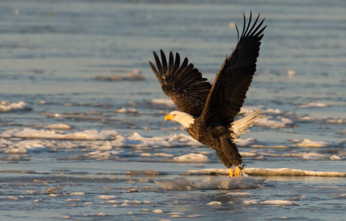 A bald eagle takes flight from ice chunks floating on the Mississippi River along the Great River Road near Alton, Illinois