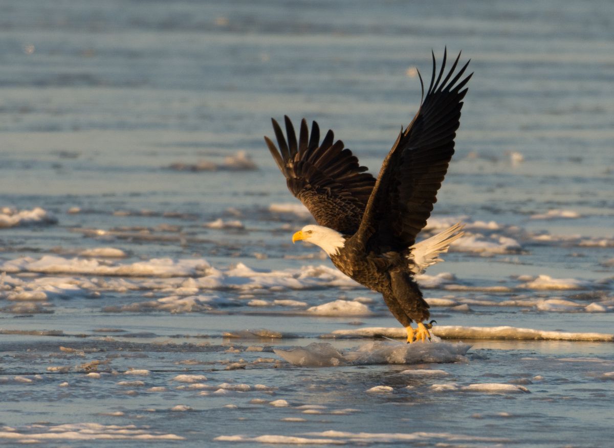 A bald eagle takes flight from ice chunks floating on the Mississippi River along the Great River Road near Alton, Illinois