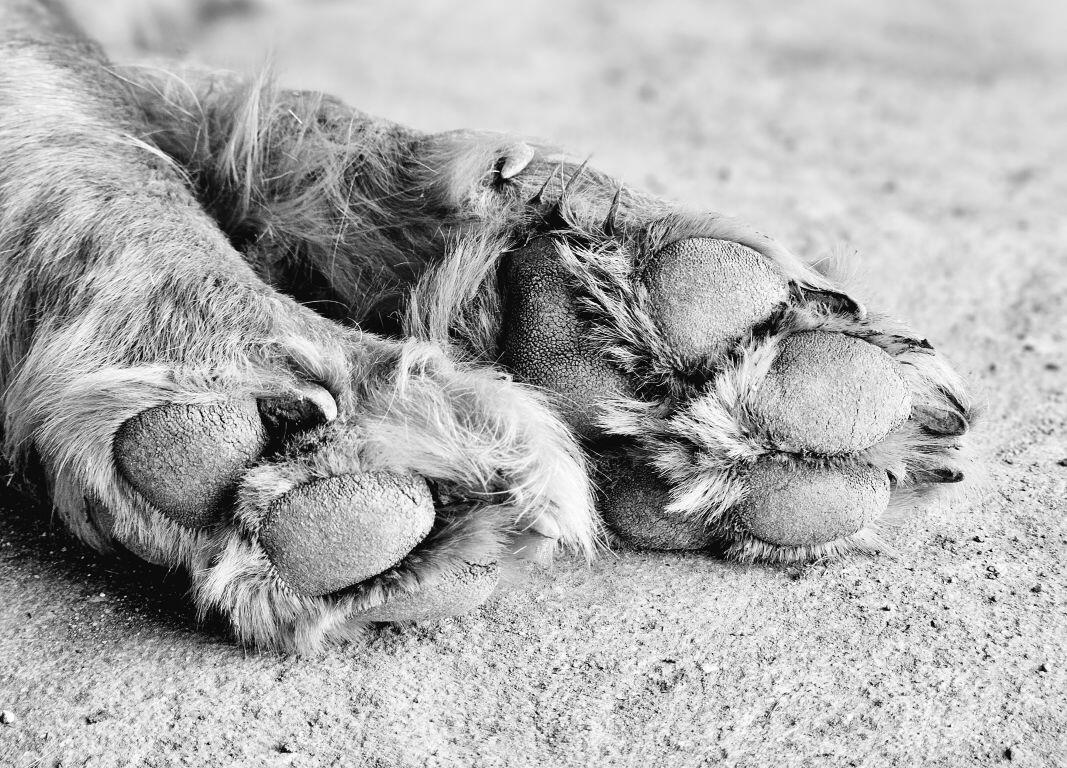 dog paws