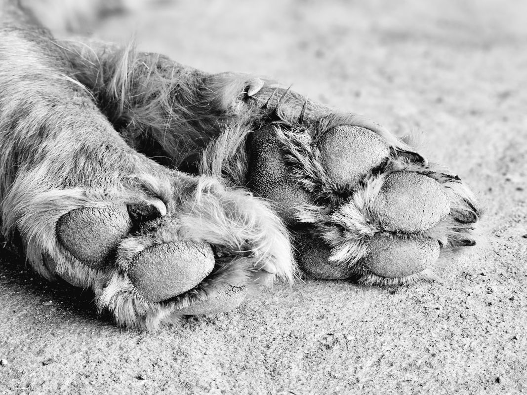 dog paws