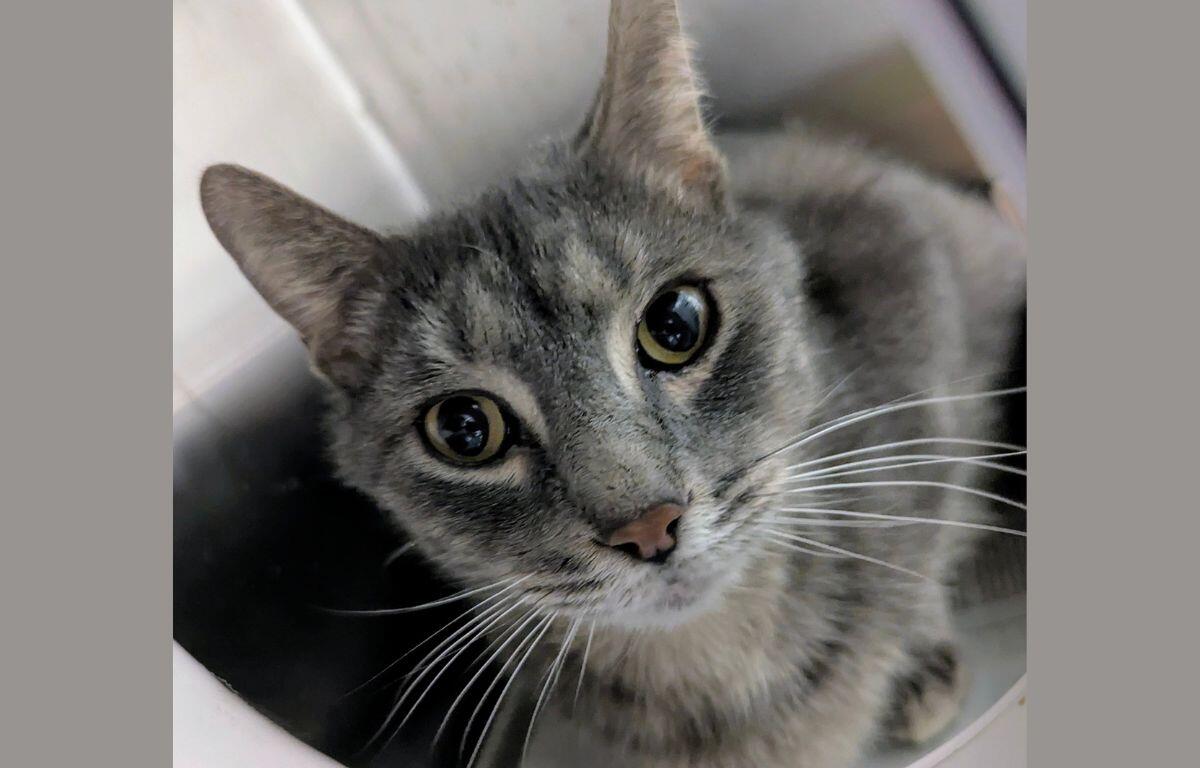 Meow Mobile Cat of the Week