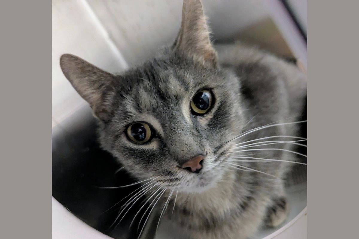 Meow Mobile Cat of the Week