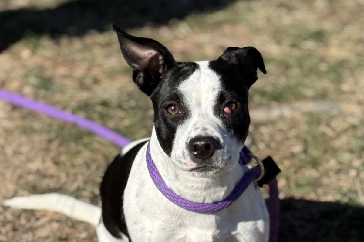 Friends of SCAC Dog of the Week - Jacqueline