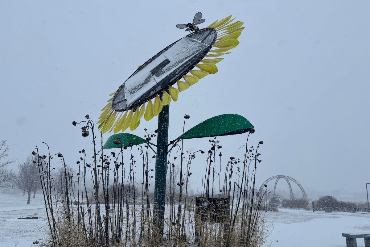 Sunflower at Southwind Park with light snow cover
