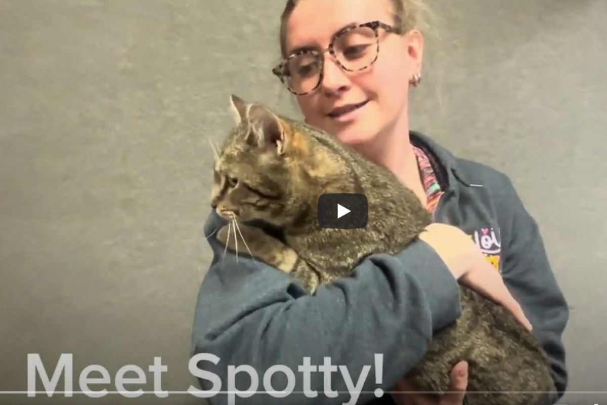 Spotty - APL Cat of the Week