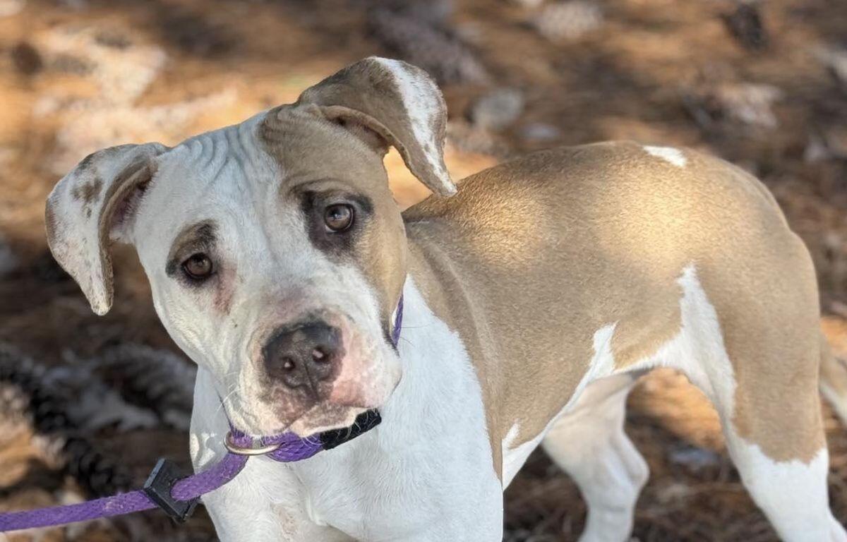 Suki - Dog of the Week