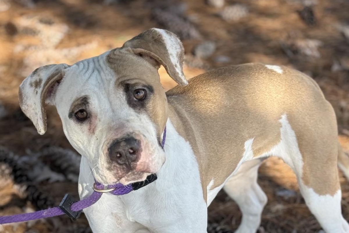Suki - Dog of the Week