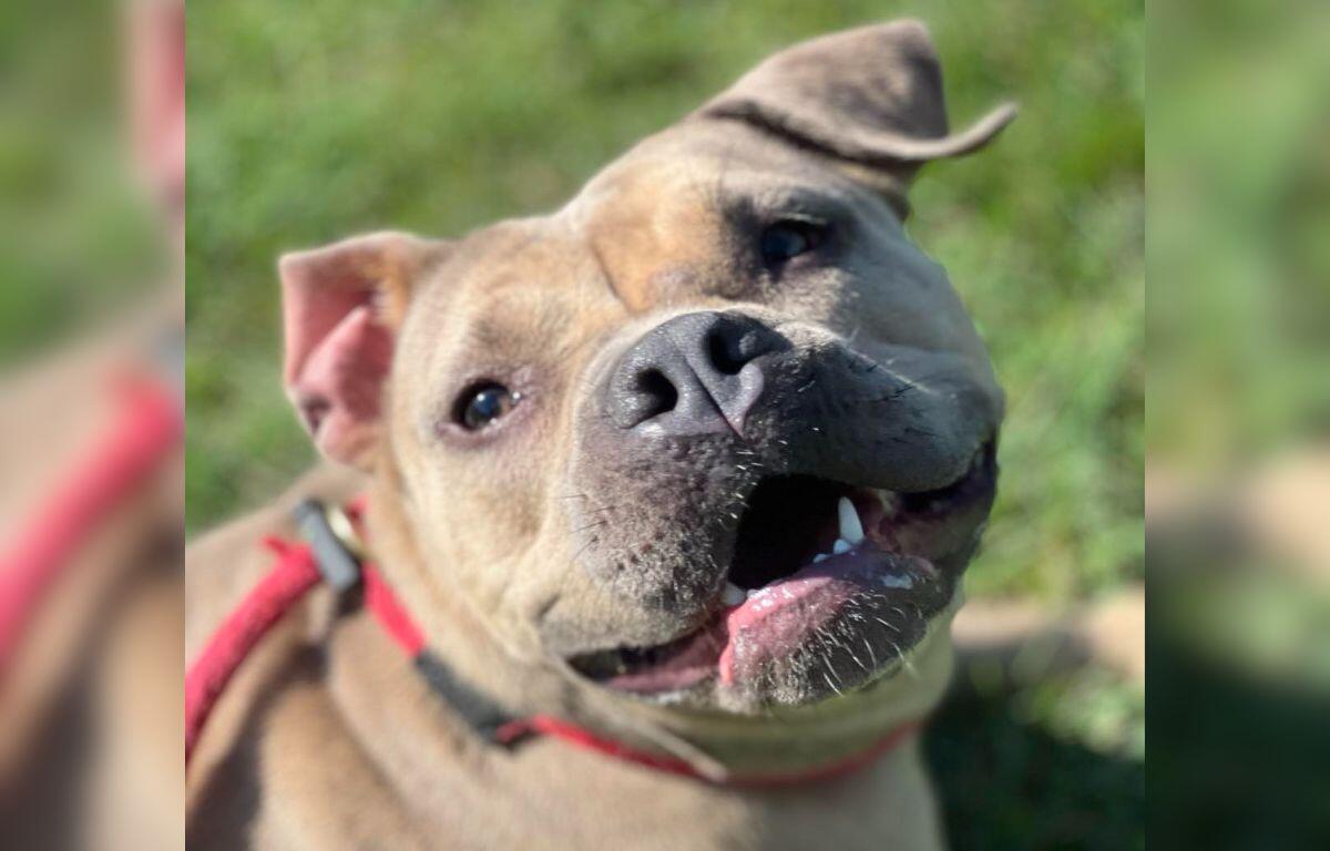 Dog of the Week - Tina