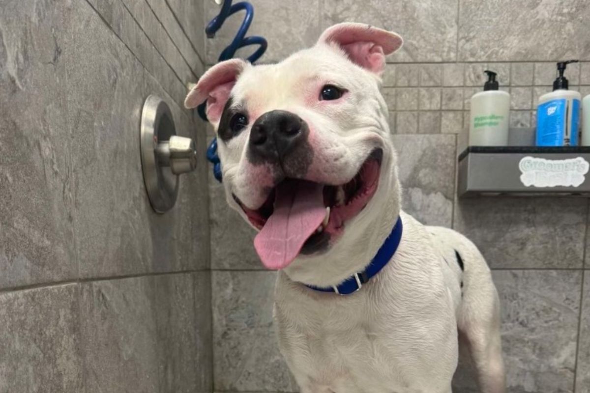 Bud - APL Dog of the Week
