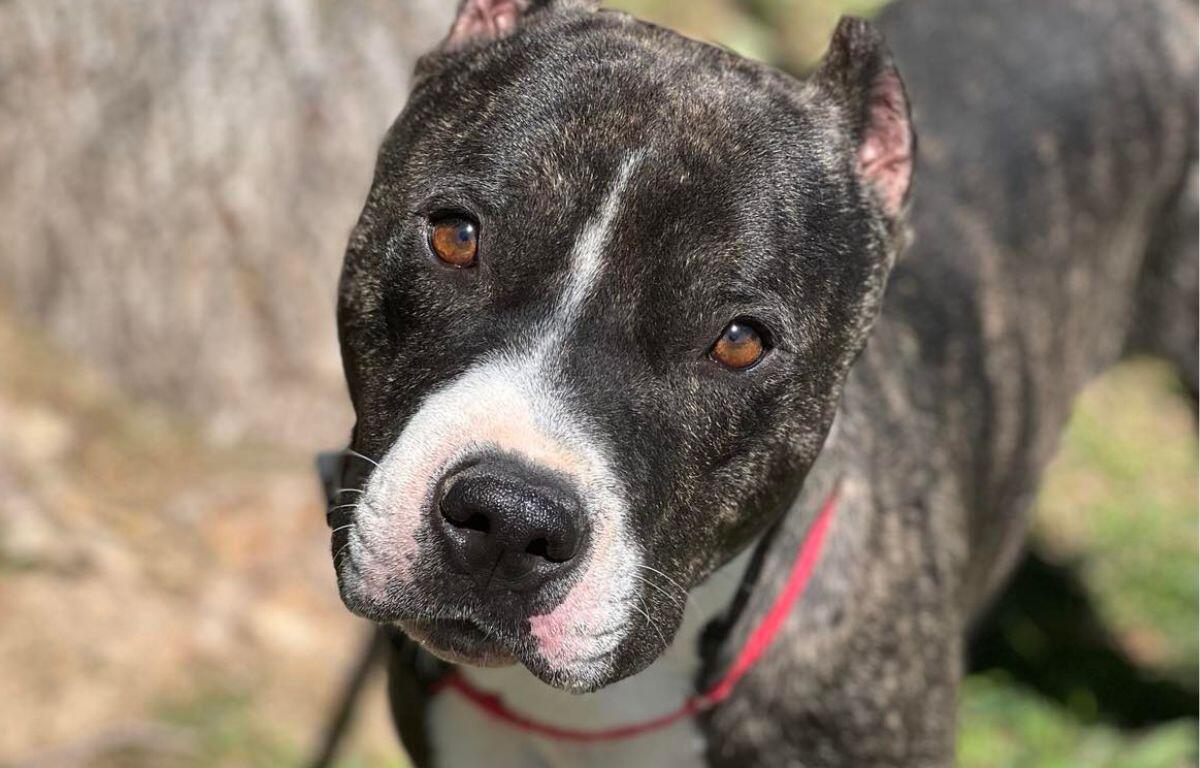 Meechi - Dog of the Week