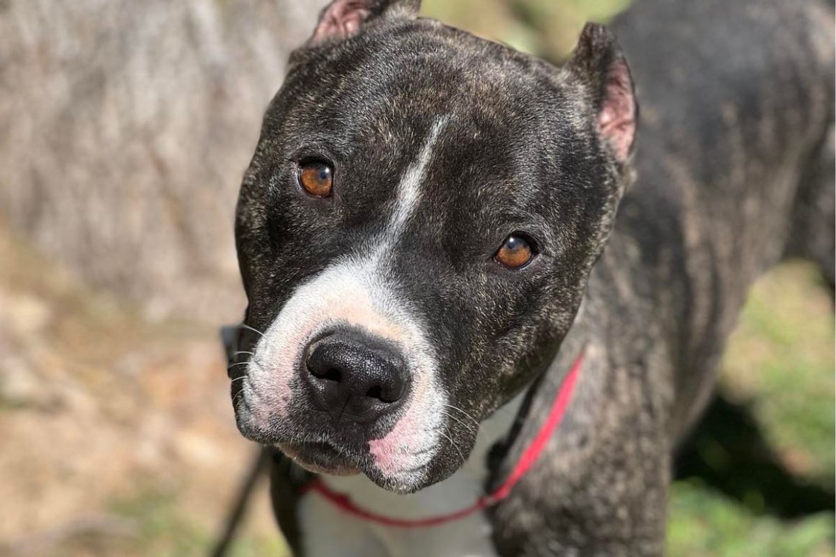 Meechi - Dog of the Week