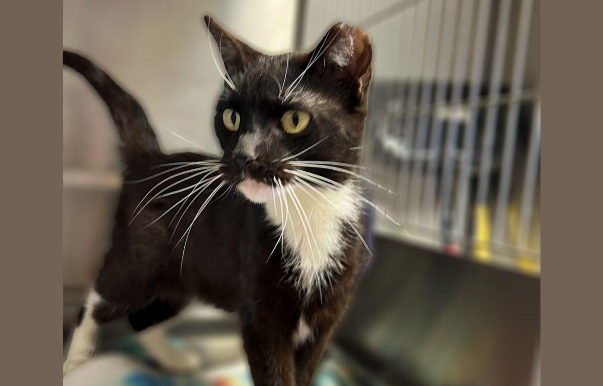 Jolene - APL Cat of the Week