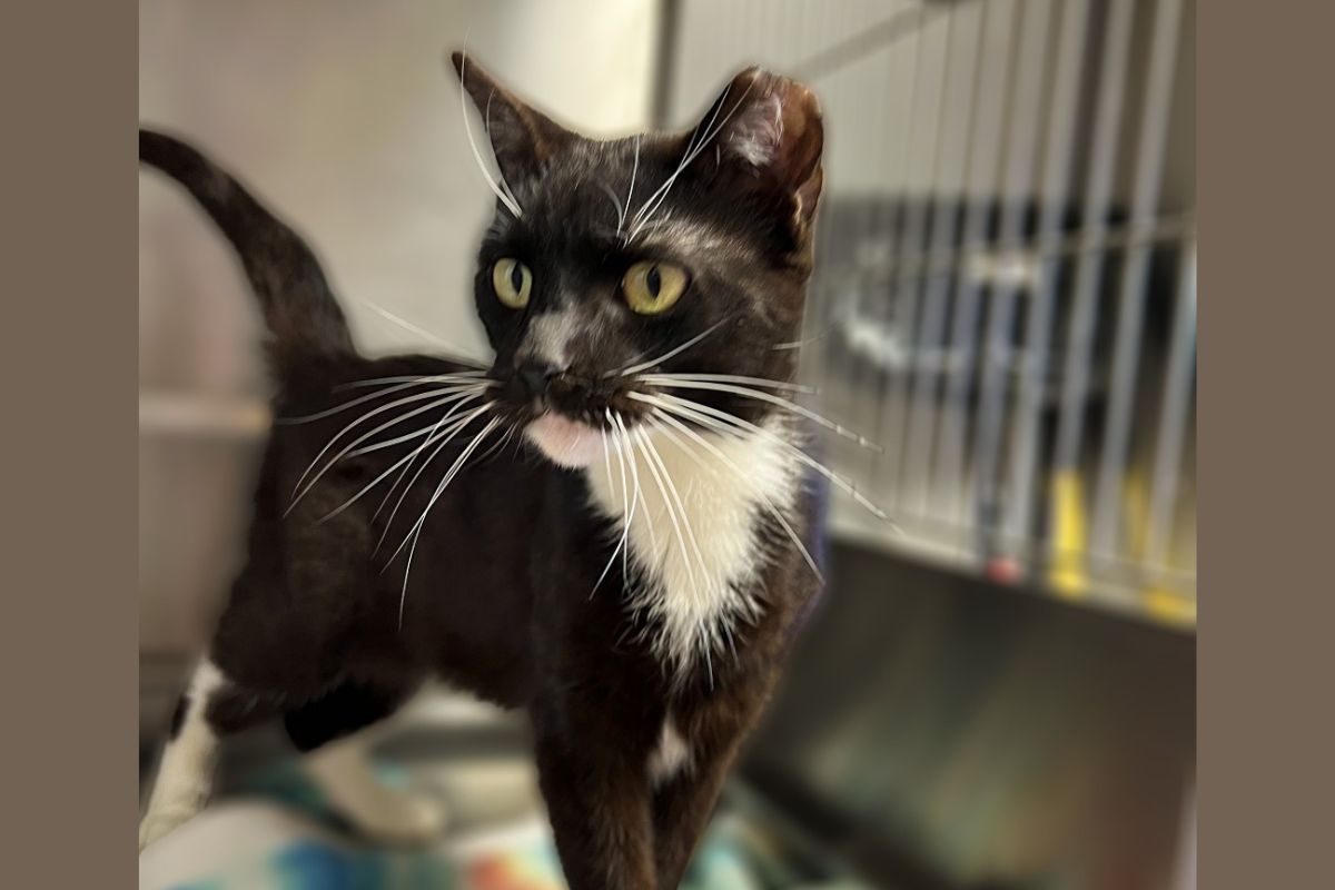 Jolene - APL Cat of the Week