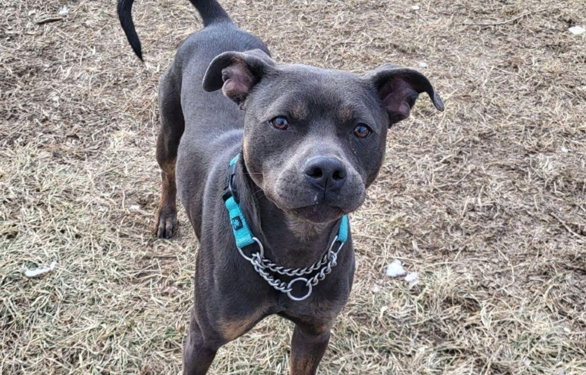 Zeke - APL Dog of the Week