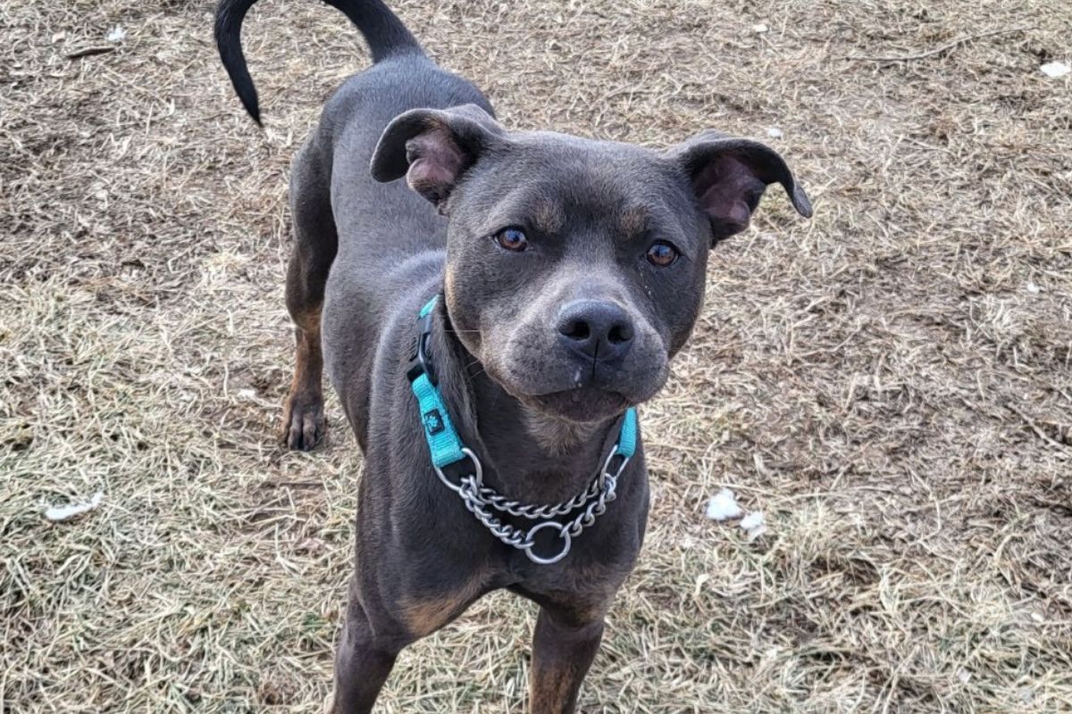 Zeke - APL Dog of the Week