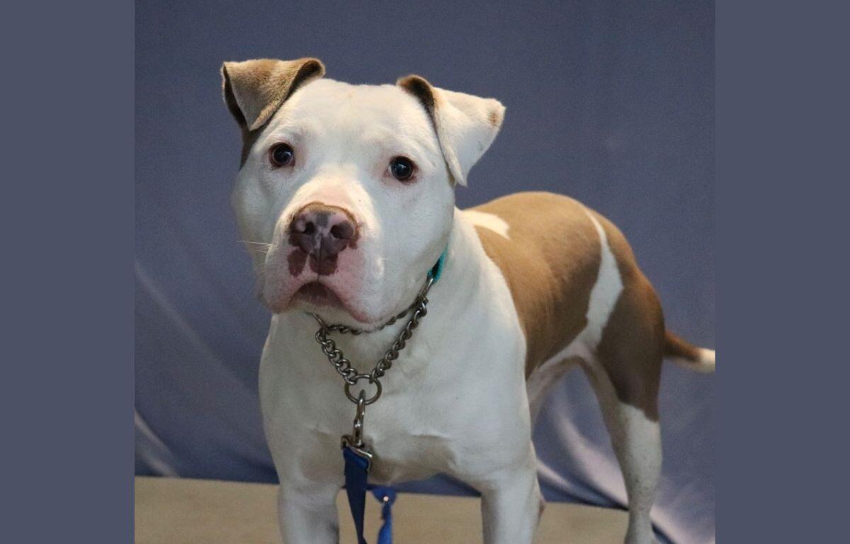 Ace - APL Dog of the Week