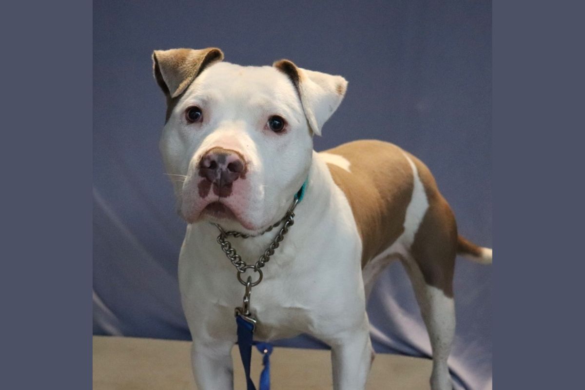 Ace - APL Dog of the Week