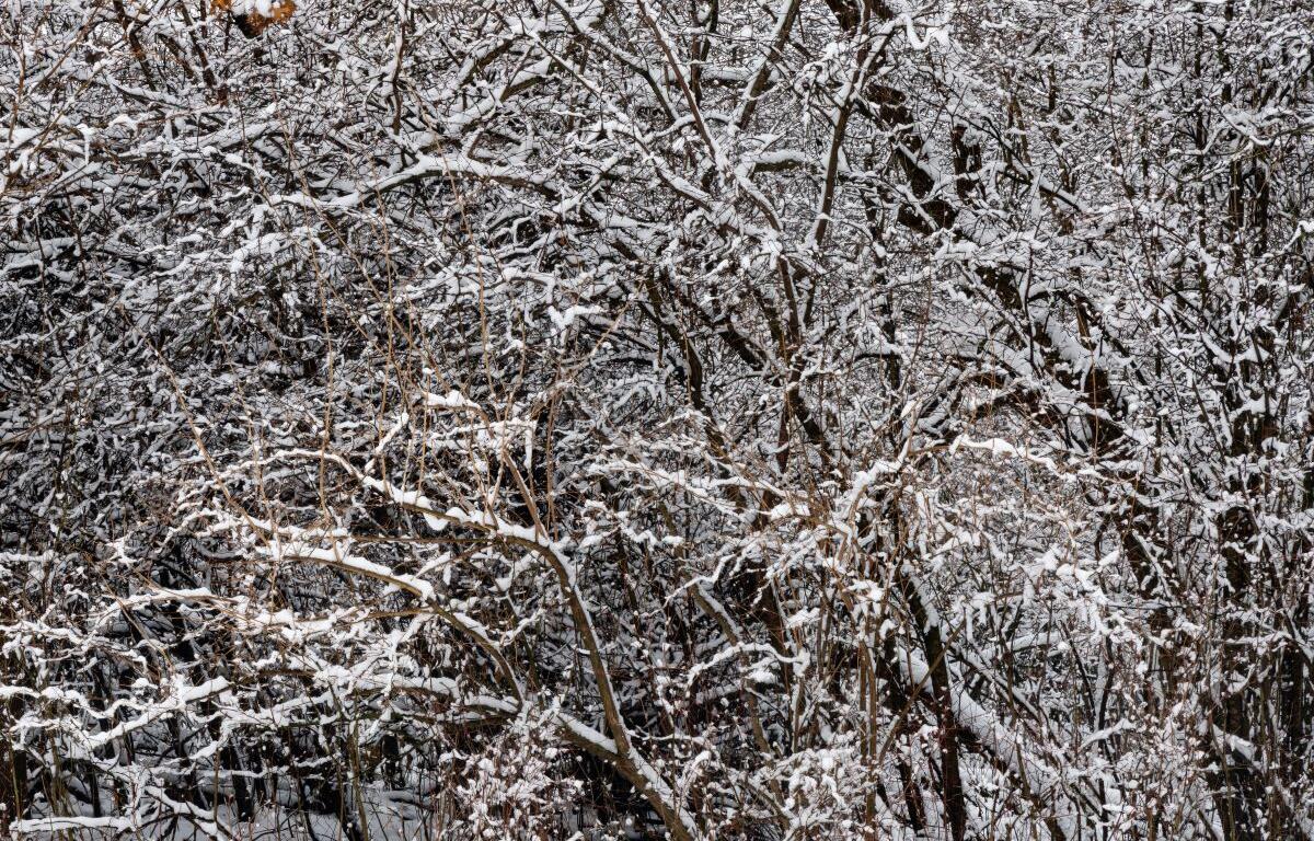 Snow on branches