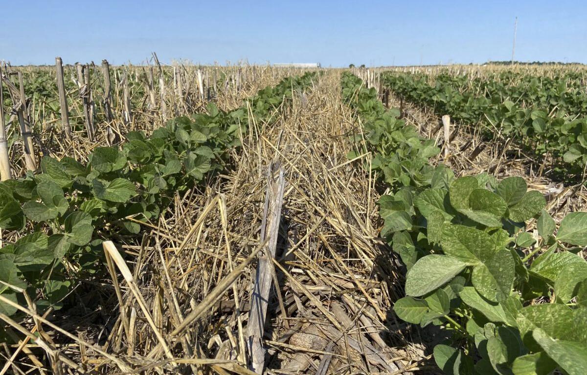 Soybeans planted in cereal rye cover crop. Planting cover crops can reduce soil erosion, break up compacted soil, provide a habitat for beneficial insects and wildlife, and prevent latent fertilizer from leaching into rivers and streams. (Photo by Jennifer Jones, Illinois Extension)